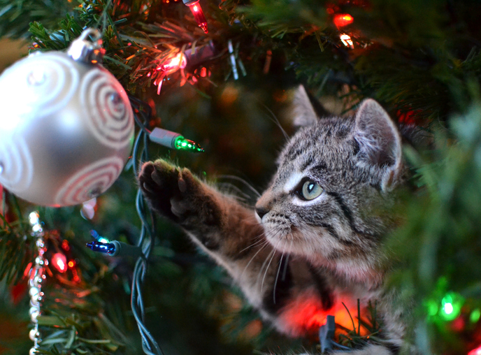 Grey tabby kitten playing with ornament in Christmas tree
