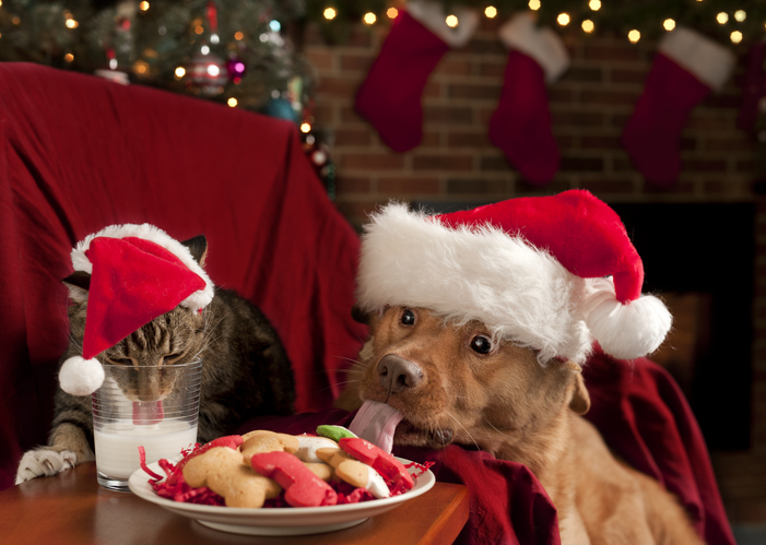 Cat and Dog eating Santa's snack