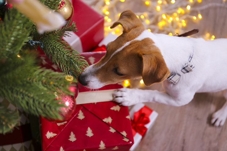Jack Russell opening presents