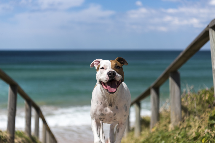 Staffordshire Terrier by the sea, Sydney Australia