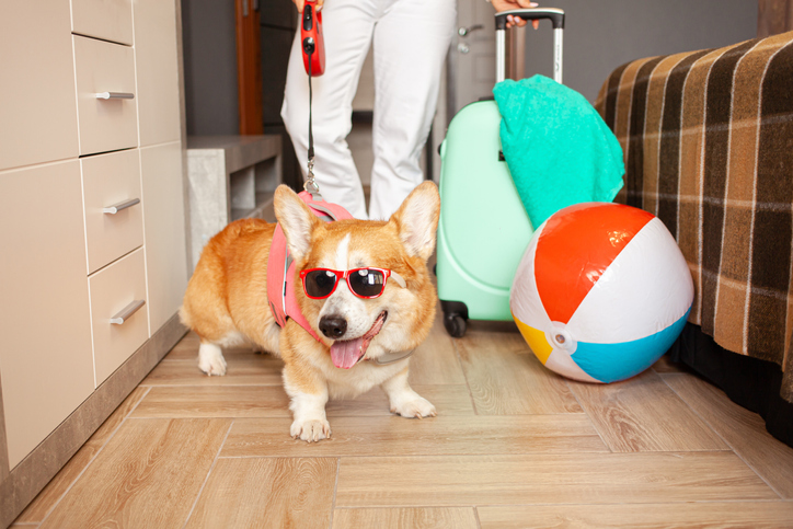 woman, dog preparing for vacation, packing things, suitcase, cool funny corgi in sunglasses, pink vest for swimming. Inflatable ball, summer, tour to hot countries, travel with animal, transportation.