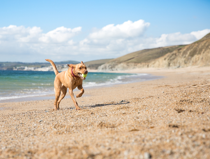 A happy, yellow Labrador retriever dog running back to its owner with a tennis ball in its mouth on a beautiful sunny beach