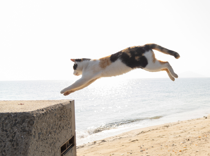 Cat leaping on a beach