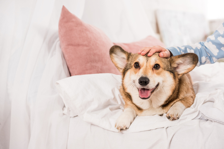 cropped view of kid stroking welsh corgi lying on bed at home