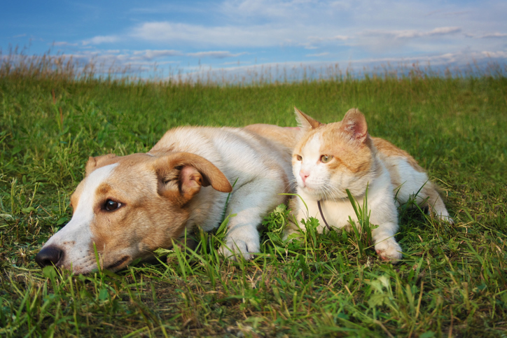 Ginger cat and a dog lying on the grass. Selective focus