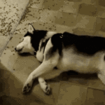 Husky laying on the ground