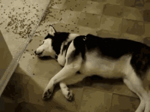 Husky laying on the ground
