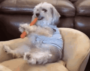 Dog eating a carrot