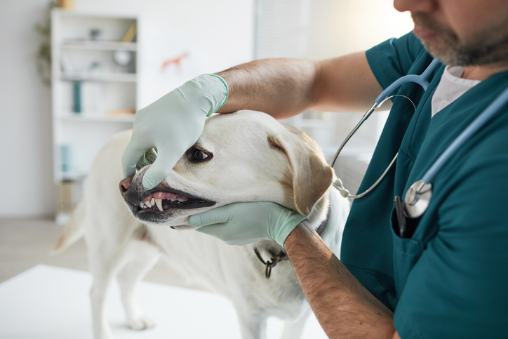 Mature veterinarian examining dogs teeth during consultation at vet clinic, copy space