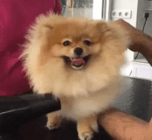 Dog getting groomed
