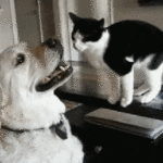 Dog & Cat Playing