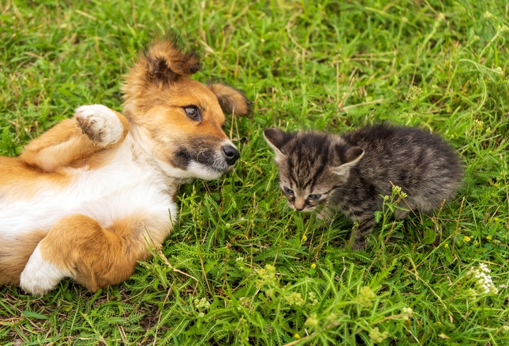 Dog & Kitten laying in the grass next to each other