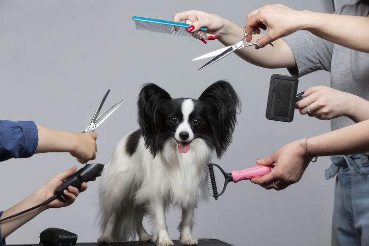 Professional dog care in a specialized salon. Groomers hold tools in their hands on a gray background. Papillon dog on the background of a grooming tool.