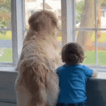 Dog & Kid looking out the window