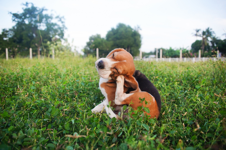 An adorable beagle dog scratching body outdoor on the grass field in the evening.